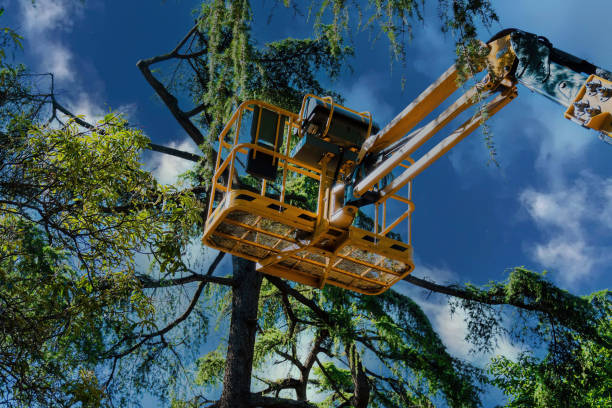 Reliable River Rouge, MI  Tree Services Solutions